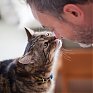 Ученые объяснили любовь кошек к одиночеству