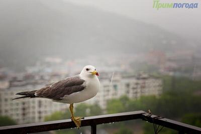 В первый день лета во Владивостоке будет облачно, временами морось