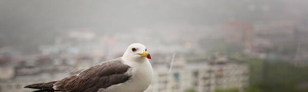 В первый день лета во Владивостоке будет облачно, временами морось