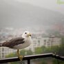 В первый день лета во Владивостоке будет облачно, временами морось