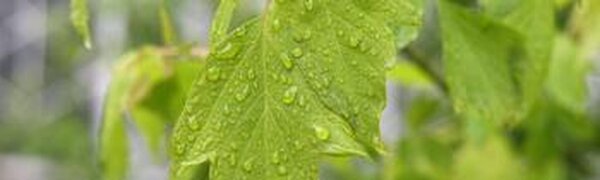 Лето во Владивостоке началось с пасмурной дождливой погоды