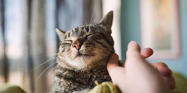 Домашние животные однозначно полезны для психики, доказали учёные