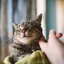 Домашние животные однозначно полезны для психики, доказали учёные