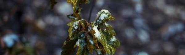 Похолодание, дождь, мокрый снег: синоптики рассказали о погоде в Приморье на следующей неделе