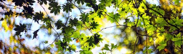 Первая декада октября-2025 в Приморье была тёплой и сухой