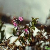 Октябрь в Приморье завершается снегом и похолоданием