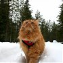 Норвежка превратила своего кота в ездового (ВИДЕО)