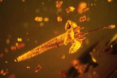 Учёные открыли новый цветок, который провёл в янтаре миллионы лет