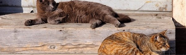 Завтра днём морозы отступят от Приморья