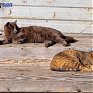Завтра днём морозы отступят от Приморья