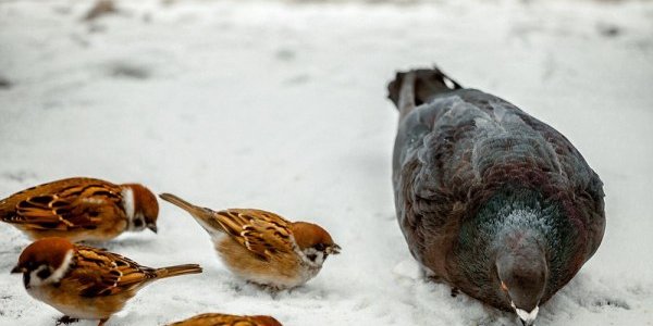 Завтра во Владивостоке пройдёт небольшой снег