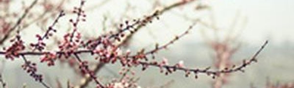Дождливое начало недели ждёт Приморье и Владивосток