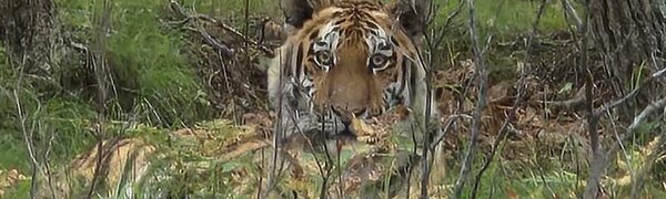 Август в Сихотэ-Алинском заповеднике — лето закончилось