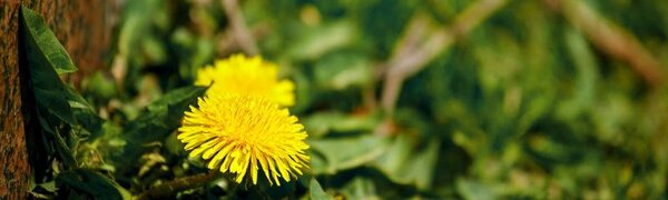 Настоящее лето заглянуло в континентельные районы Приморья
