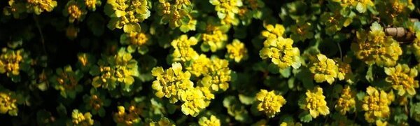 Почти летние температуры установятся в континентальной части Приморья на этой неделе