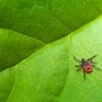 Учёные обнаружили новый вид вируса клещевого энцефалита