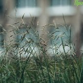 В пятницу интенсивность дождей в Приморье уменьшится