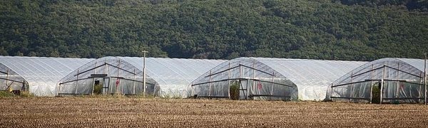 Приморцы смогут рассчитывать на компенсации за «утопленный» урожай