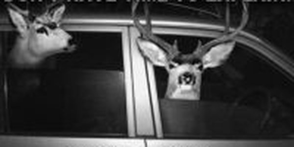 Приключения бременских музыкантов по-американски