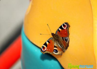 В предстоящие выходные дни осадки в Приморье маловероятны