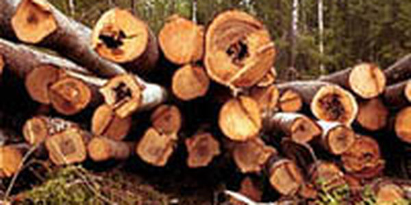 Житель Хабаровского края заплатит за рубку леса почти 6 млн рублей