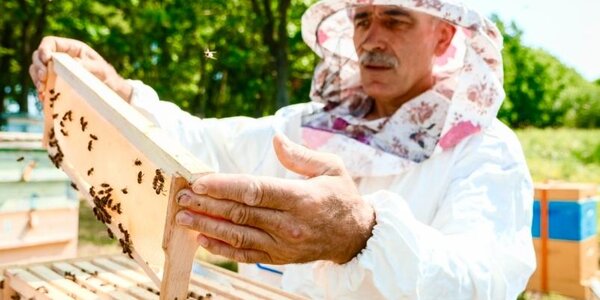 В разгар сладкого сезона в Приморье пройдёт ежегодный праздник «Медовое раздолье»