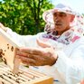 Мыло, прополис и маточное молочко: в Приморье развернётся масштабная ярмарка пчеловодов