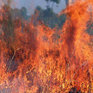 В течение суток на территории России возникло 115 очагов лесных пожаров