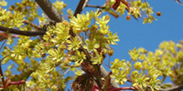 Теплая погода сегодня пожалует в Приморье