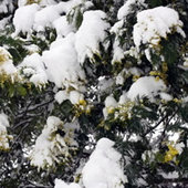 Лондон: жизнь после рекордного снегопада (ФОТО)