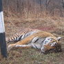 Пострадавшую в Приморье тигрицу пришлось усыпить