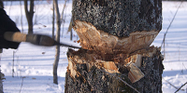 Финансовый кризис ускорил уничтожение кедровых лесов Приморья