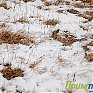 В крае на смену морозу пришла облачность