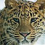 Дальневосточный леопард погиб в Приморском крае