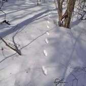 Зима 2008 в Лазовском заповеднике