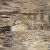 Дождь&Солнце - день чудесный!