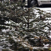 Холодная погода установилась в Приморье