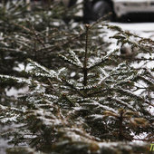 Февраль встречает снегом (ФОТО)