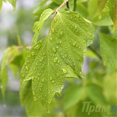 Сегодня во Владивостоке стало пасмурно и зелено! (ФОТО)