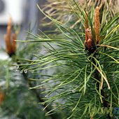 Сегодня во Владивостоке стало пасмурно и зелено! (ФОТО)