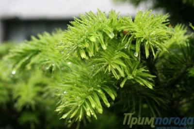 Всё о погоде в Приморье на выходные дни!