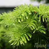 Сегодня во Владивостоке стало пасмурно и зелено! (ФОТО)