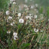 Из тумана наступает лето... 