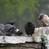 Из тумана наступает лето... 