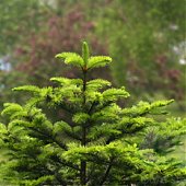 Из тумана наступает лето... 