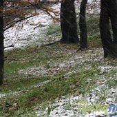 ФОТОдыхание зимы ноябрьским утром