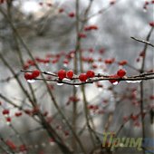 ФОТОдыхание зимы ноябрьским утром