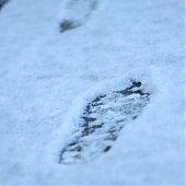 Внезапный утренний снег украсил город