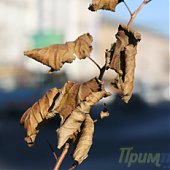 Внезапный утренний снег украсил город