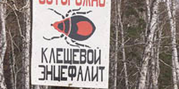 Клещи стали чаще кусать приморцев
